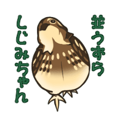 並うずら しじみちゃん Line スタンプ Line Store 並うずら しじみちゃん Line スタンプ Line Store