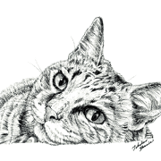 Cats & Dogs 1 - Works of Takahiro Yamada