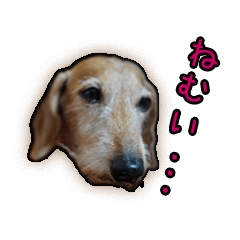 Hiroki Dogs Sticker