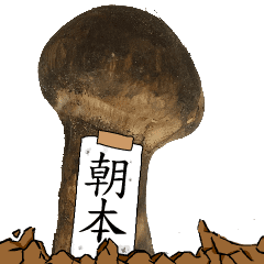 松茸研究家朝本さんのマツタケ