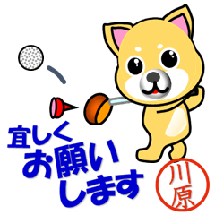 Dog called Kawahara which plays golf