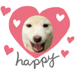 可爱的日本的狗