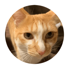 haruna_20191212134103