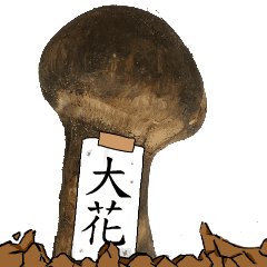 松茸研究家大花さんのマツタケ