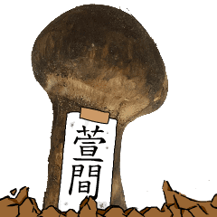 松茸研究家萱間さんのマツタケ