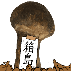 松茸研究家箱島さんのマツタケ
