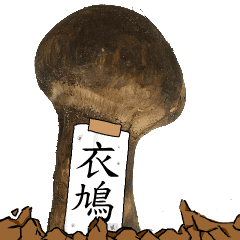 松茸研究家衣鳩さんのマツタケ