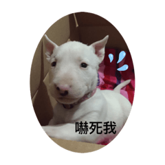 黃-徐家妞妞日常生活