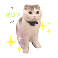 Scottish Fold rui Part2