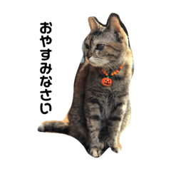 sumire_20191212225818