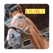 Horse stickers!!