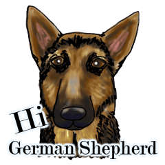 Hi,German Shepherd Dog
