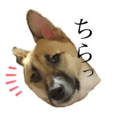 Ringo_20191213112658