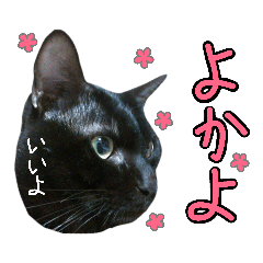 Black cat_20191213003216
