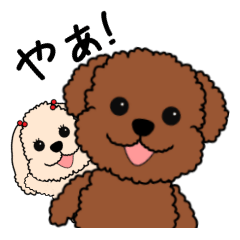 Mogu and Marco of toy poodle