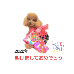 toypoodle_haru2