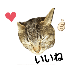 kawaiimimistanp