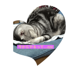 tiger cat_20191214155757