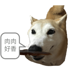 家有～柴柴