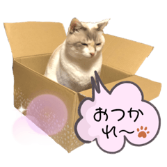 tomomi_20191214205505