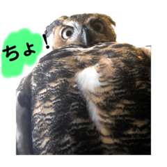 ちょ　しかいわないフクロウby格闘梟