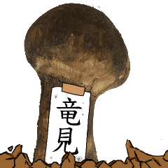 松茸研究家竜見さんのマツタケ