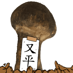 松茸研究家又平さんのマツタケ