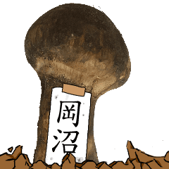 松茸研究家岡沼さんのマツタケ