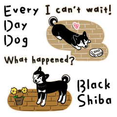 Every Day Dog Black Shiba Eng2