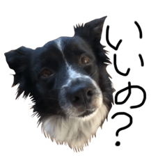 Border collie - Pearl