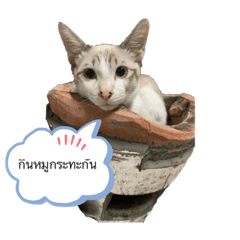 Cat_ratchaburi