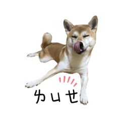 柴犬庫米