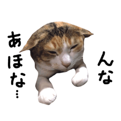 関西弁で三毛猫ジャムの写真