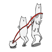 white slippery cat
