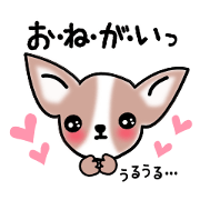 Talkative Smooth Coat Chihuahua