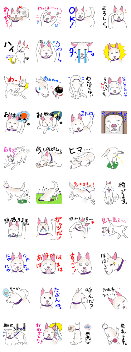 A white dog, KUNIO