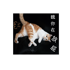 Hangi CAT_20191215101816