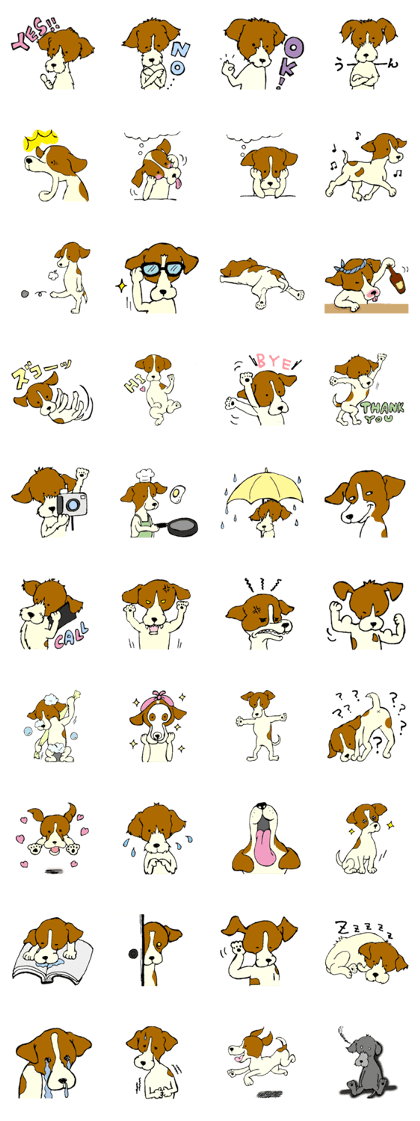 Jack Russell Terrier festival!