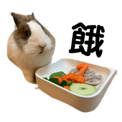 How to speak rabbit language?