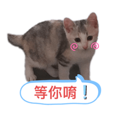 我們家可愛的兩隻小貓 壯壯跟99 ❤️