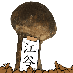 松茸研究家江谷さんのマツタケ