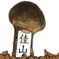 松茸研究家佳山さんのマツタケ