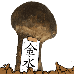 松茸研究家金永さんのマツタケ