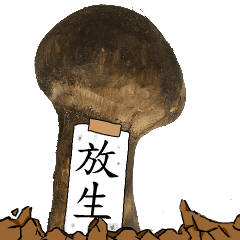松茸研究家放生さんのマツタケ