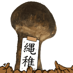 松茸研究家縄稚さんのマツタケ