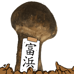 松茸研究家富浜さんのマツタケ
