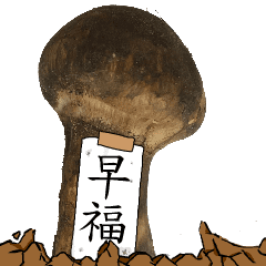 松茸研究家早福さんのマツタケ