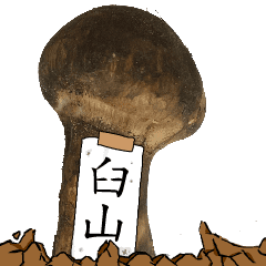 松茸研究家臼山さんのマツタケ