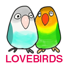 EVERYDAY MASKED LOVEBIRD