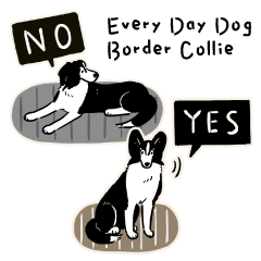 Every Day Dog Border Collie2